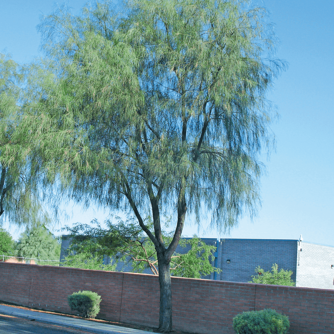 Mature Dense Shoestring Acacia Tree Planted