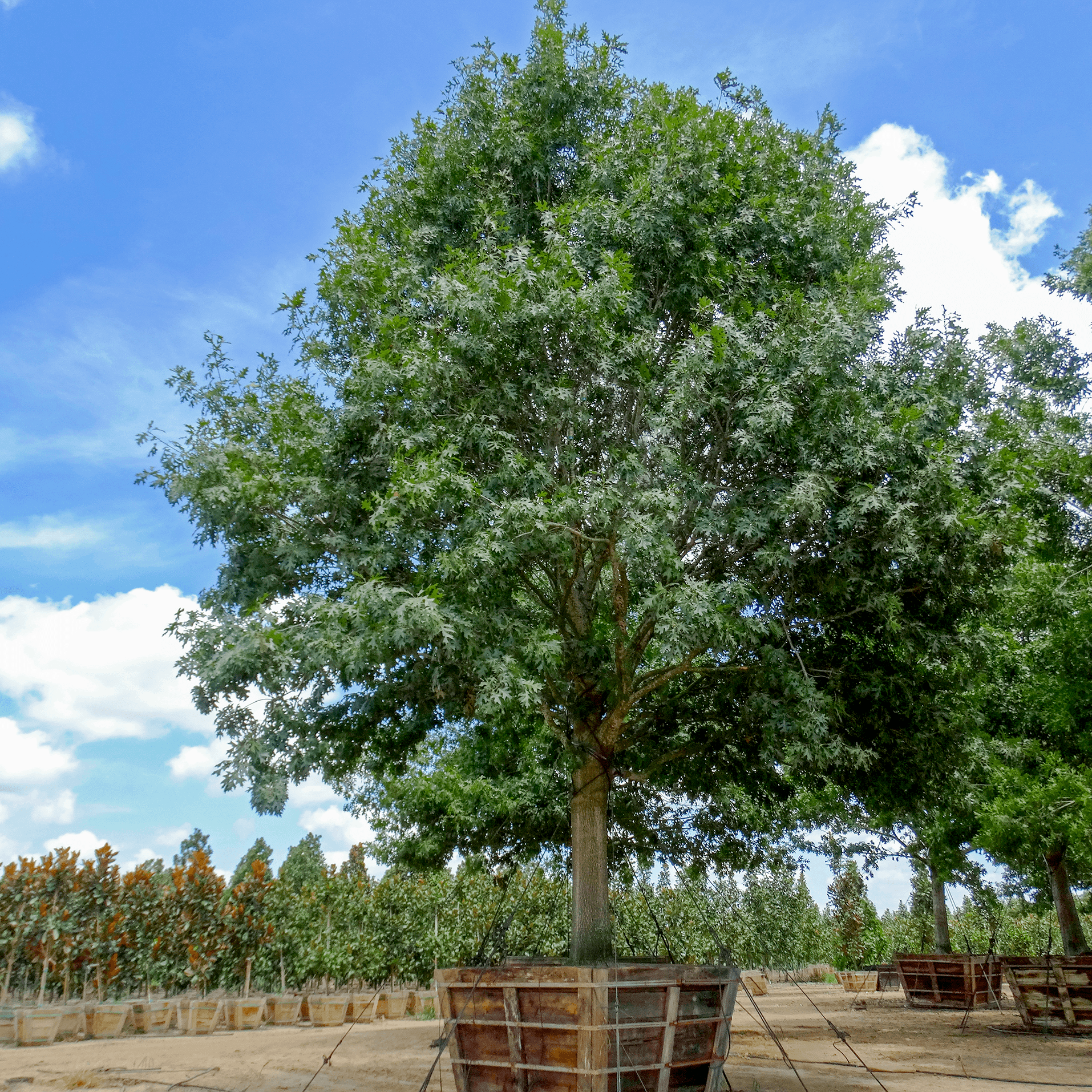 Shumard Red Oak Specimen