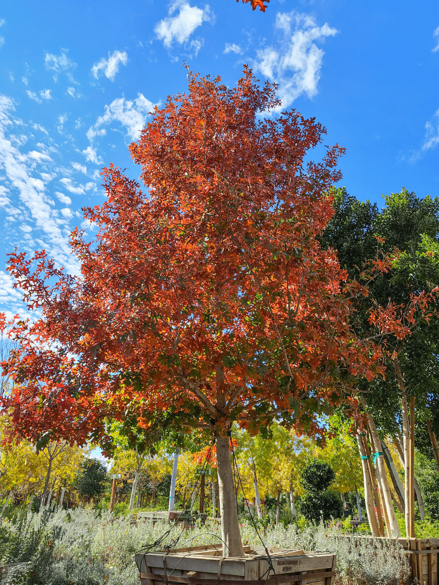 Shumard Red single fall
