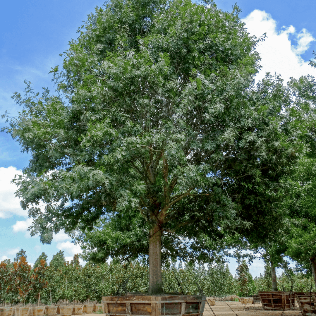 Beautiful Mature Shumard Oak