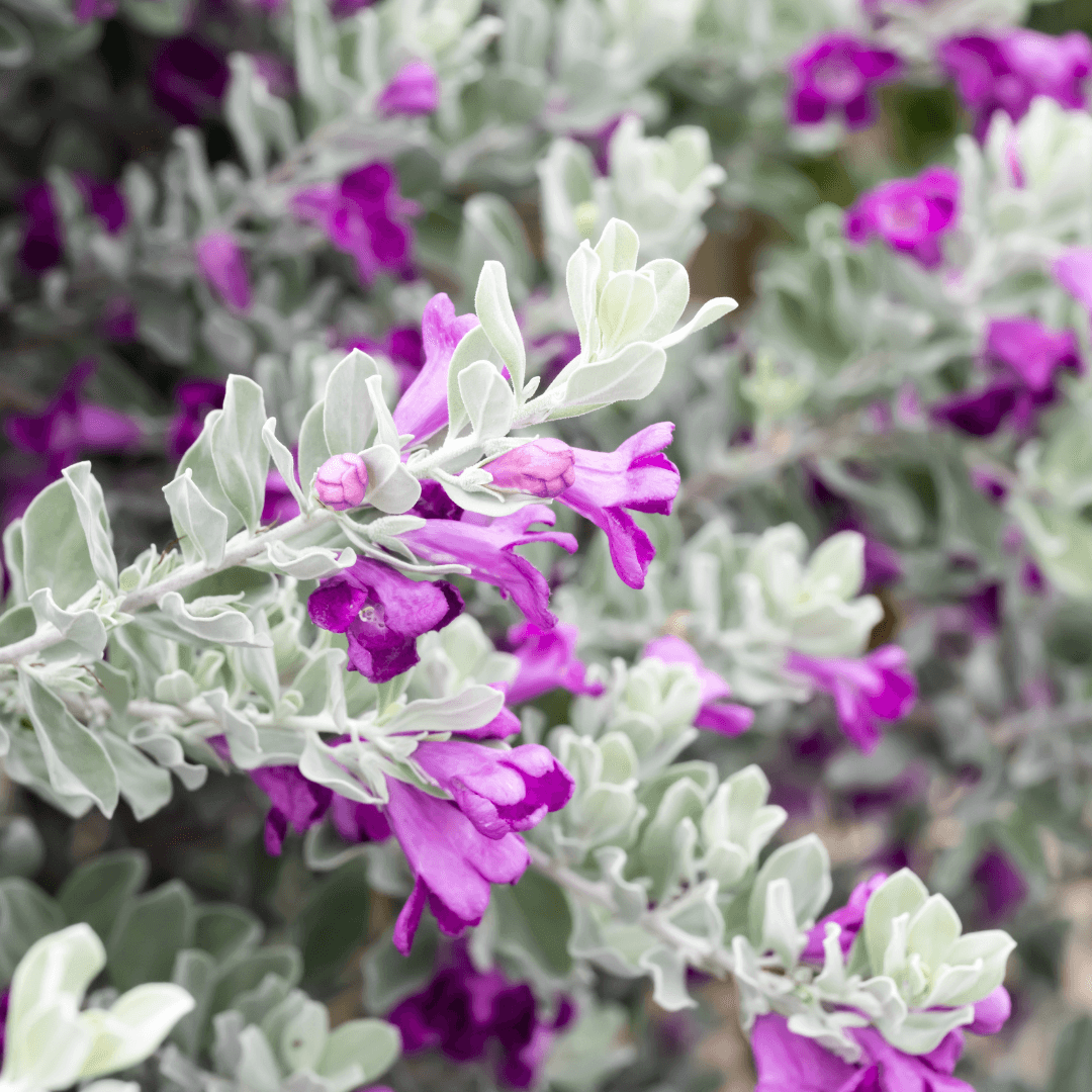 Close Up Photo of a Silver Cloud Sage with Silver Foliage and Vibrant Purple Flowers