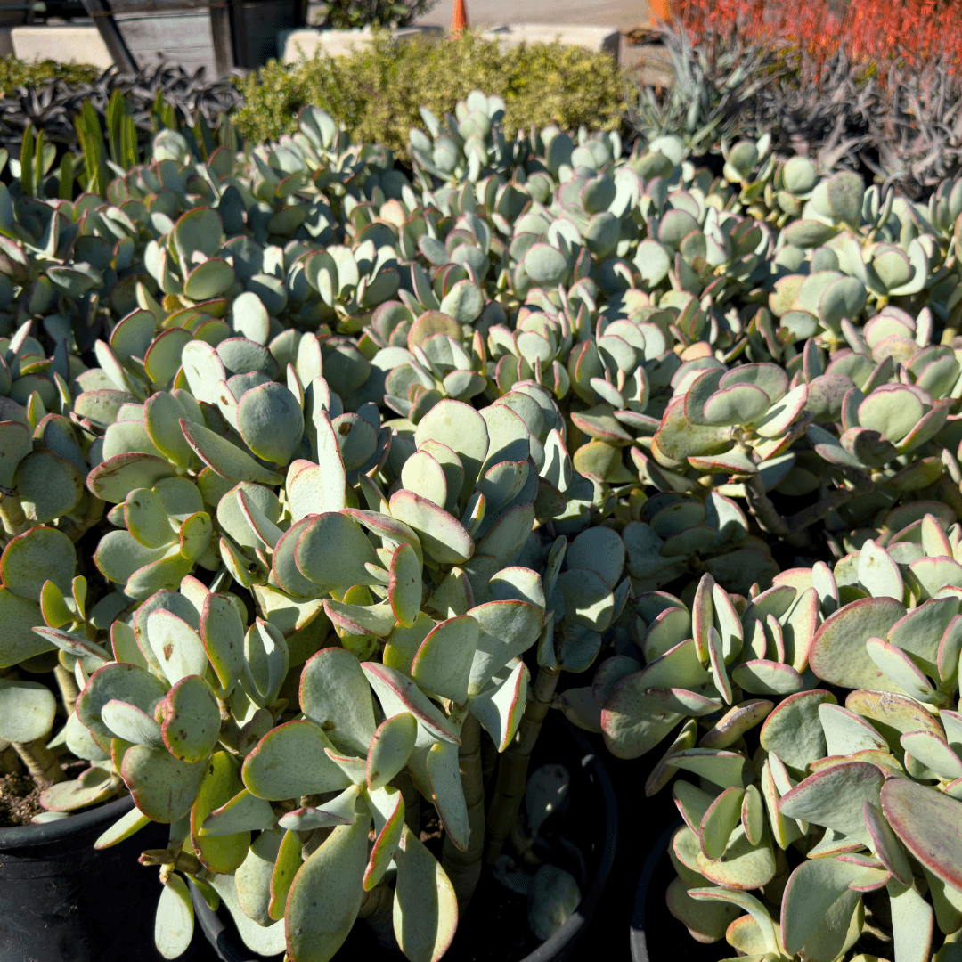 Multiple Mature Silver Dollar Jade Plants at Nursery