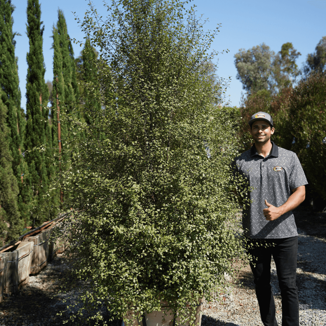 Dense Green Silver Sheen Pittosporum