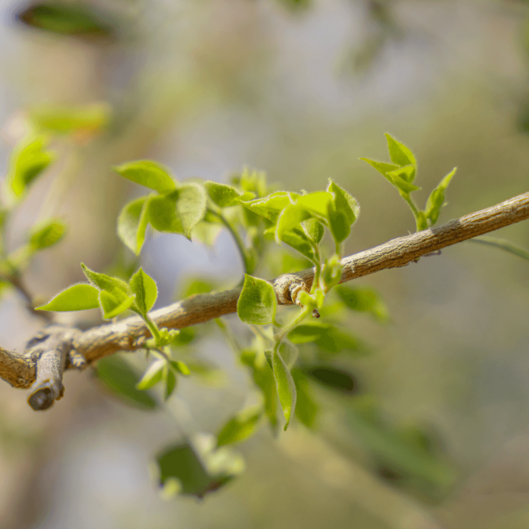 Sissoo Tree Foliage