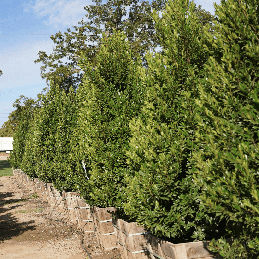 Skip Laurel Hedges