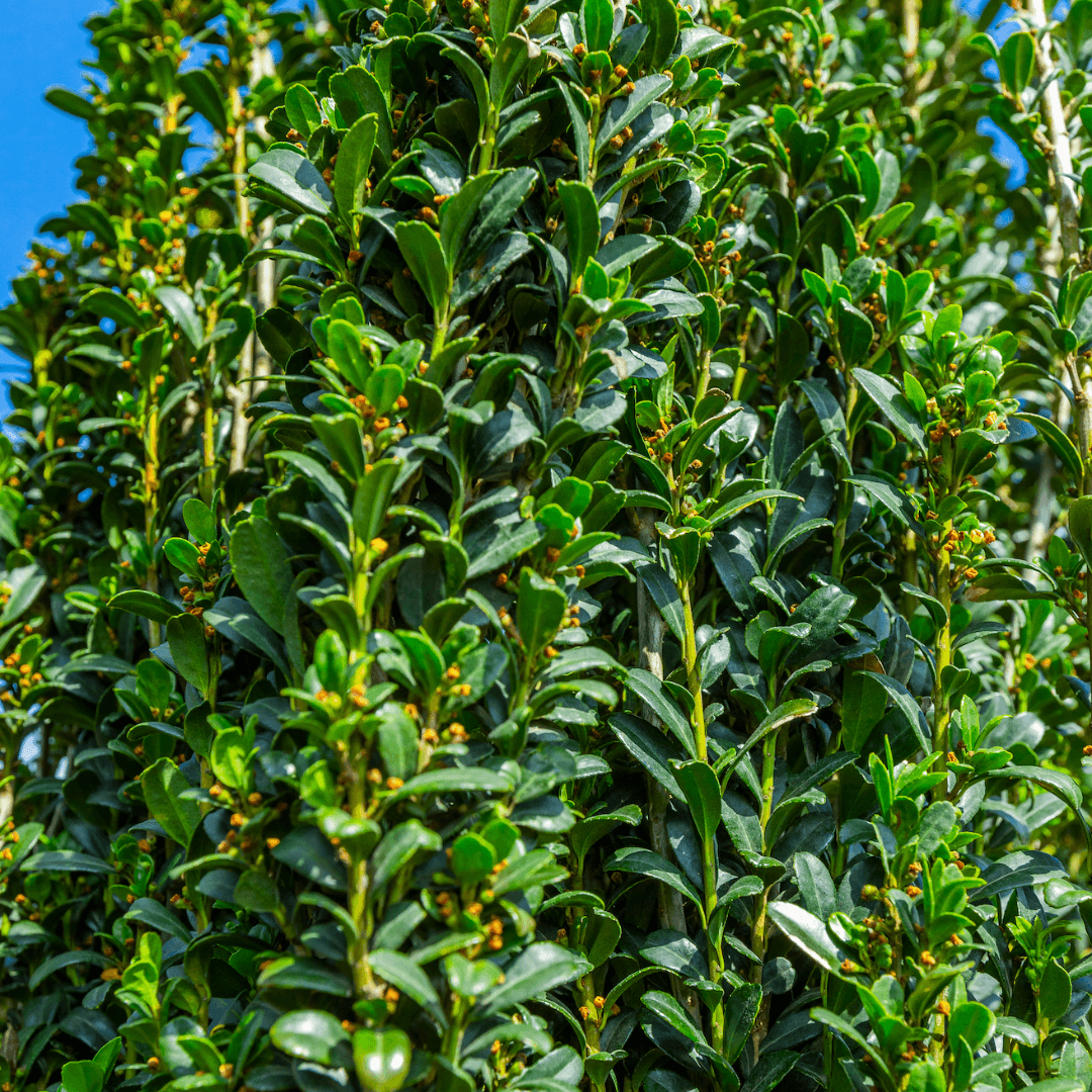 Sky Pencil Holly Foliage