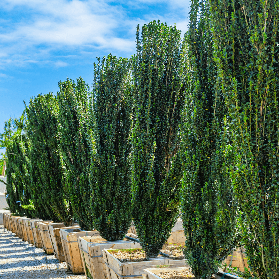 Multiple Mature Sky Pencil Holly Plants in a Row at Nursery