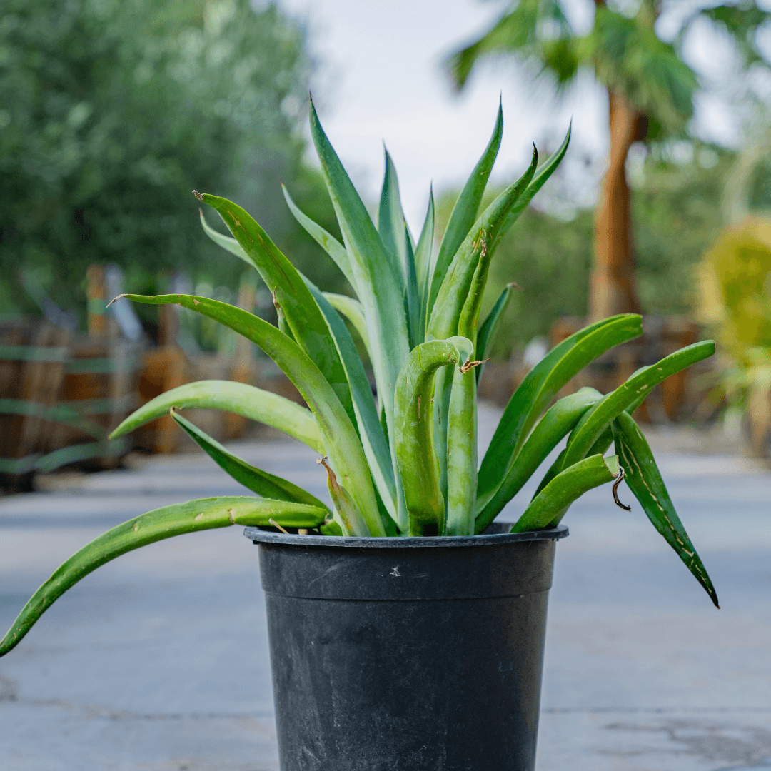 Single Mature Smooth Agave