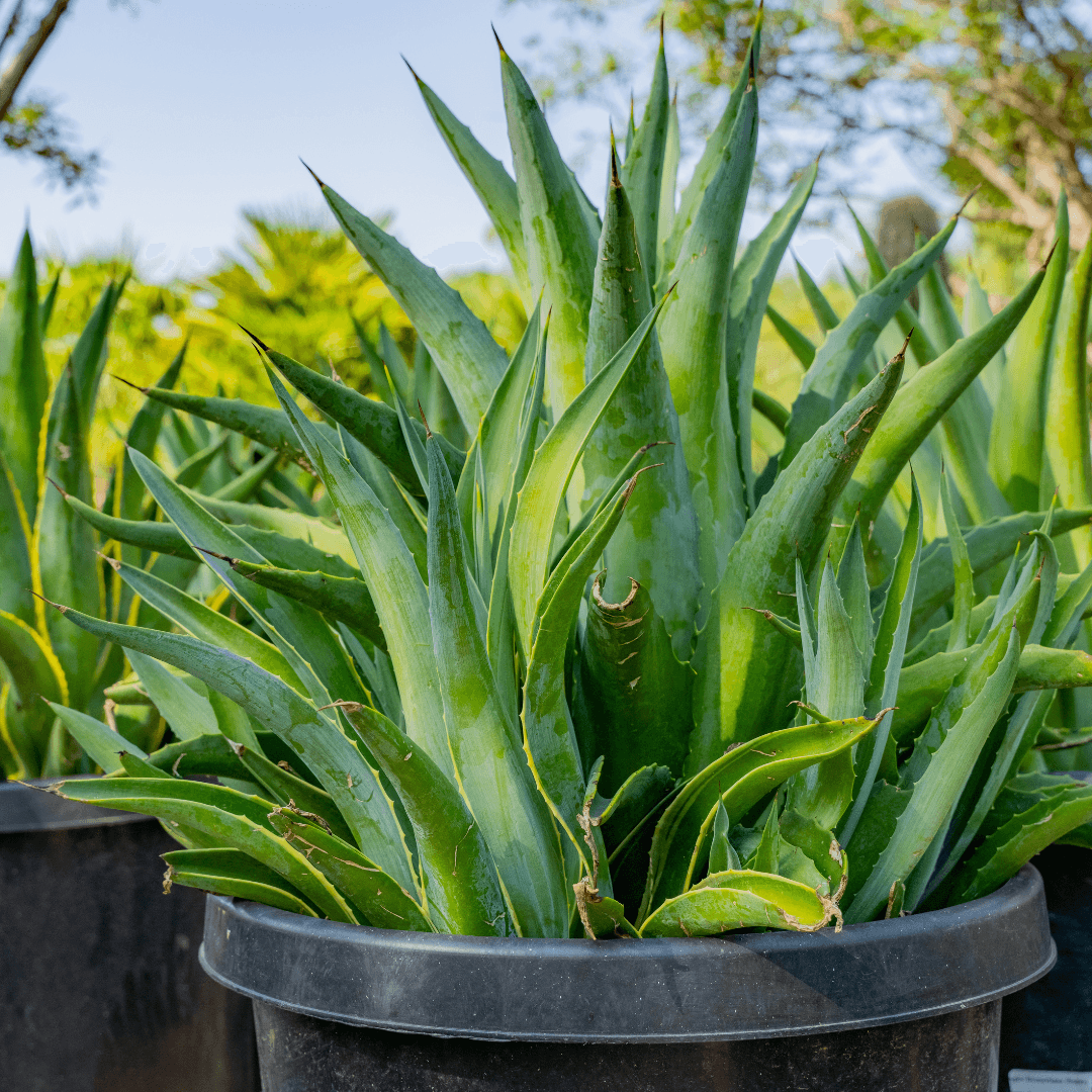 Multiple Mature Smooth Agave