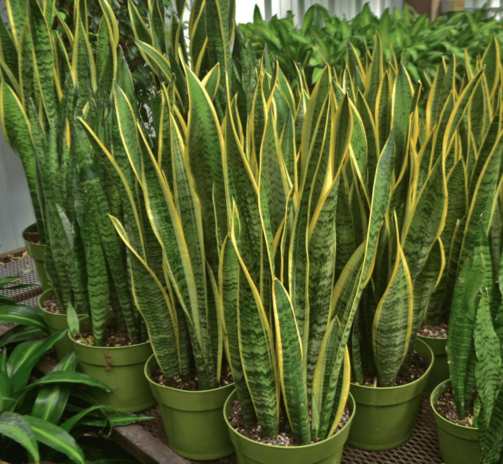 Dense Green Snake Plant
