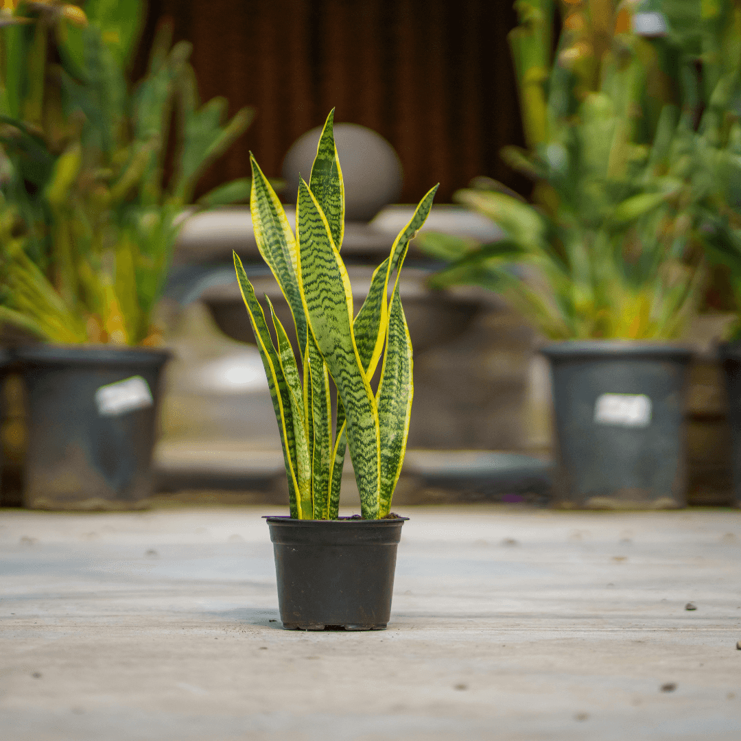 Dense Green Snake Plant