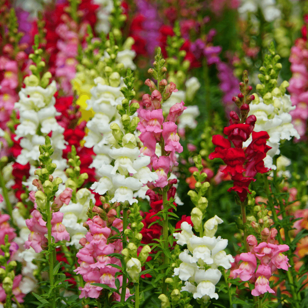 Beautiful Assorted Snapdragon Blooms