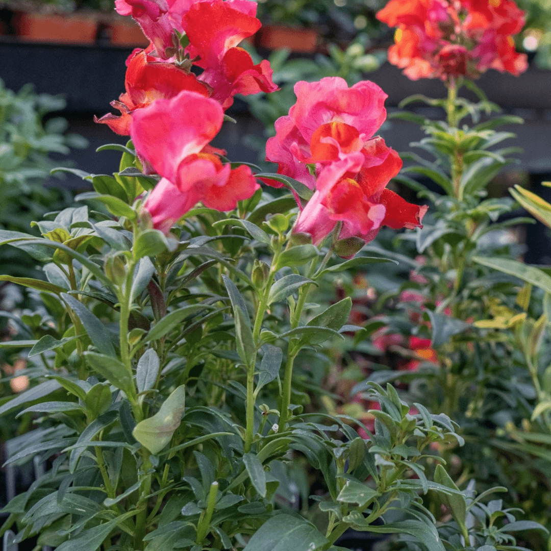Beautiful Pink Snapdragon Blooms
