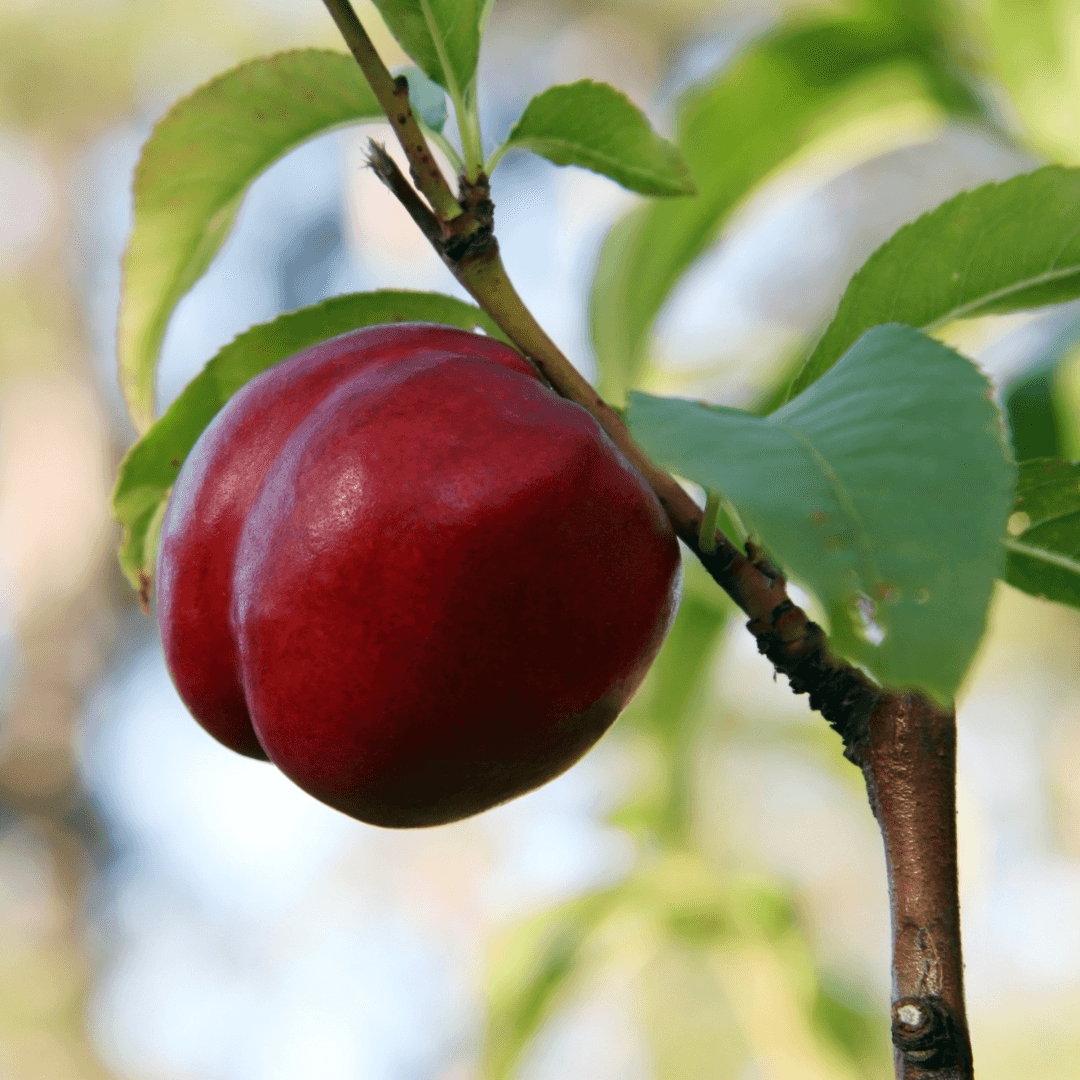 Snow Queen Nectarine
