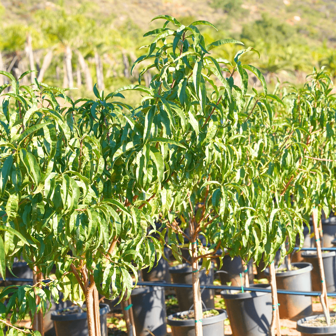 Snow Queen Nectarine Trees