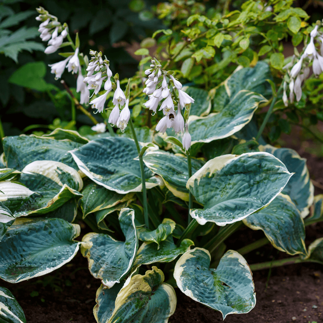 Planted Snow Cap Hosta with Vibrant Foliage and Beautiful Purple Flowers