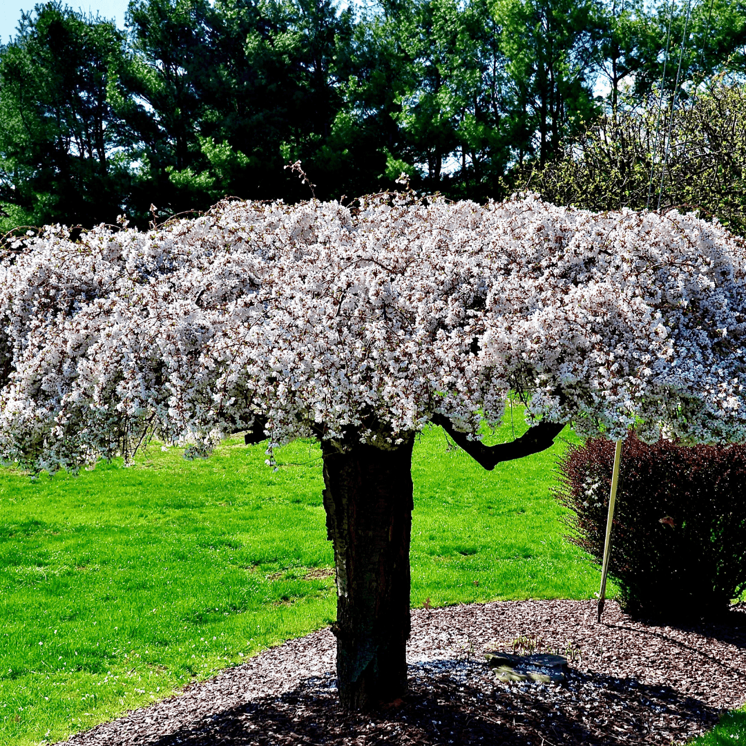 Mature Blooming Snow Fountain Weeping Cherry Tree with Pink & White Blooms