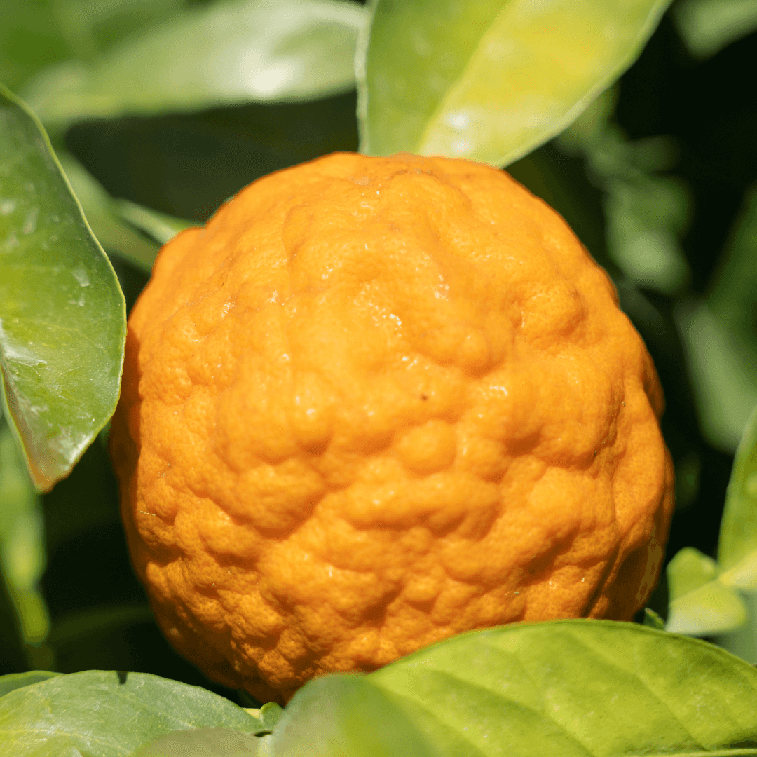 Sour Orange On Tree