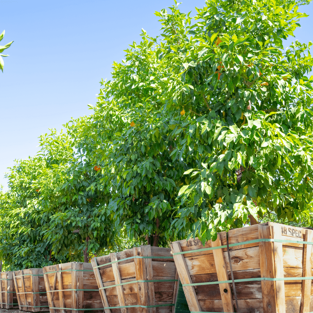 Sour Orange Trees