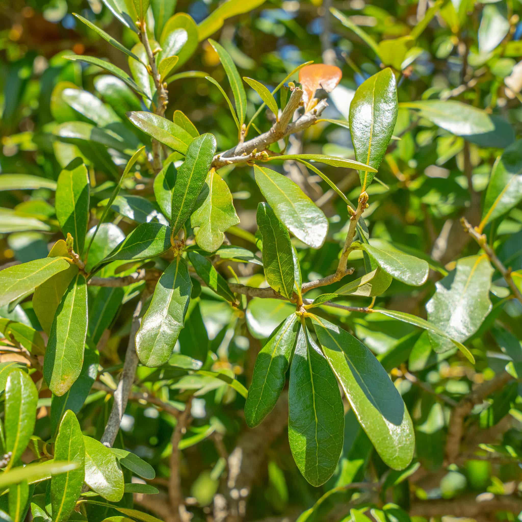 S Live Oak Closeup