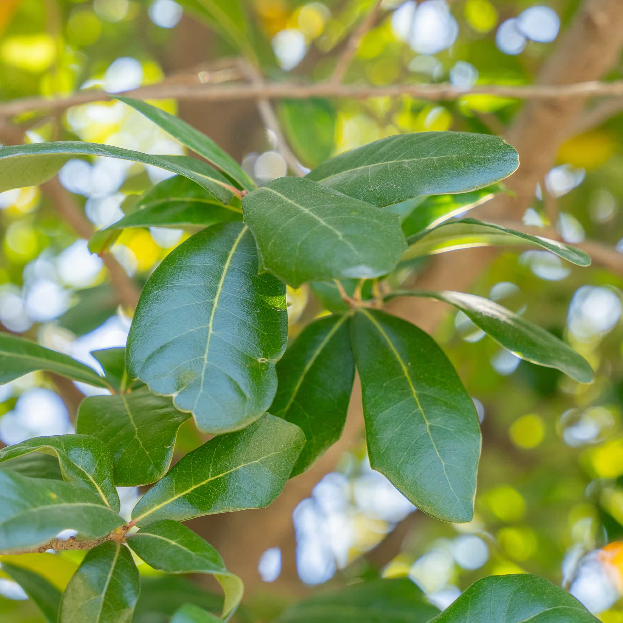 Southern Live oak leaves
