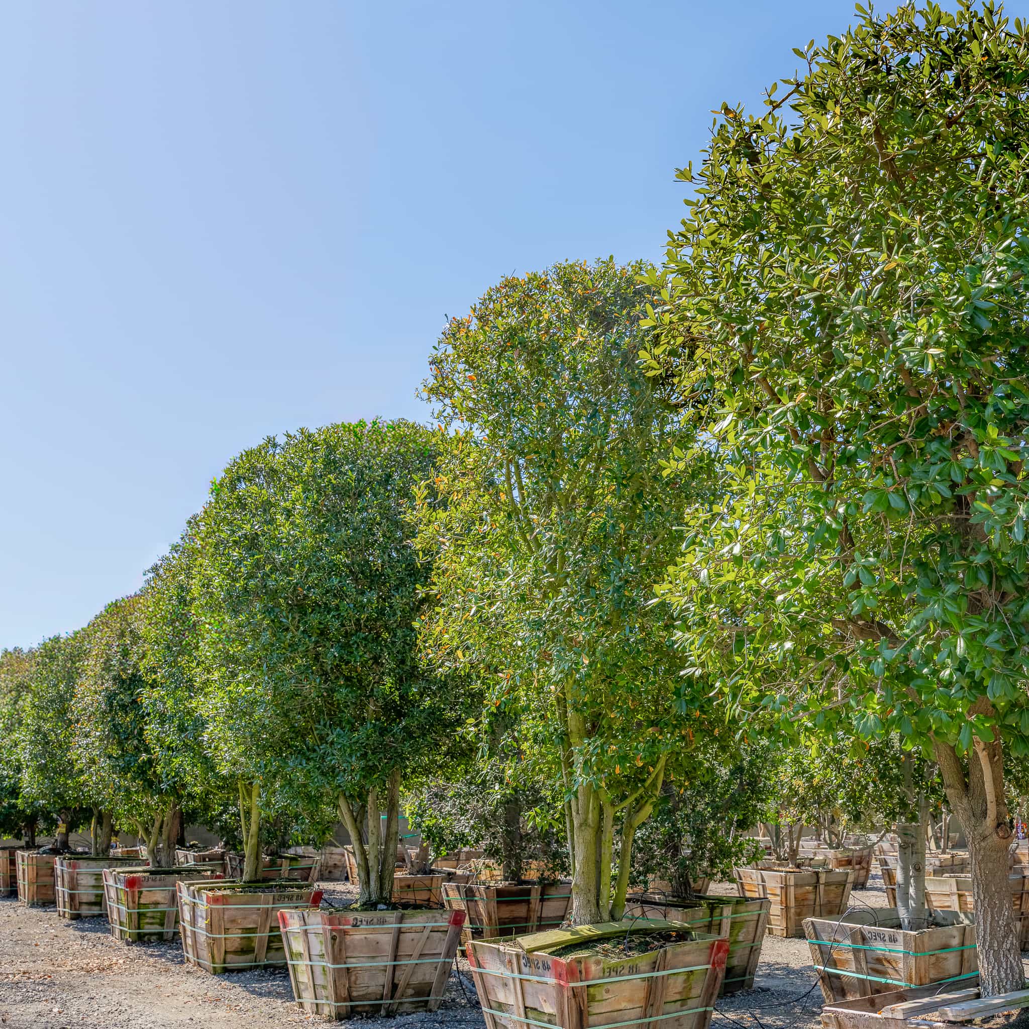 Southern Live oak row