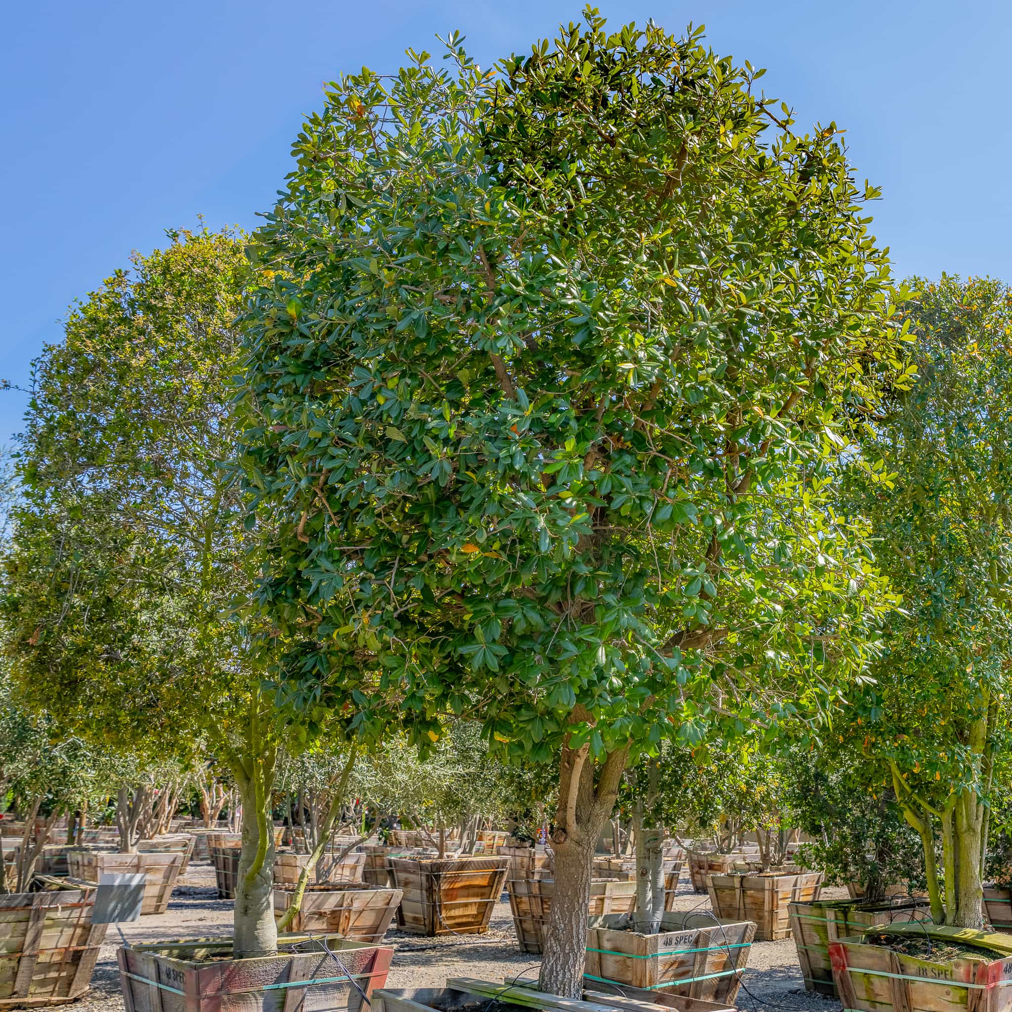 Southern Live oak row