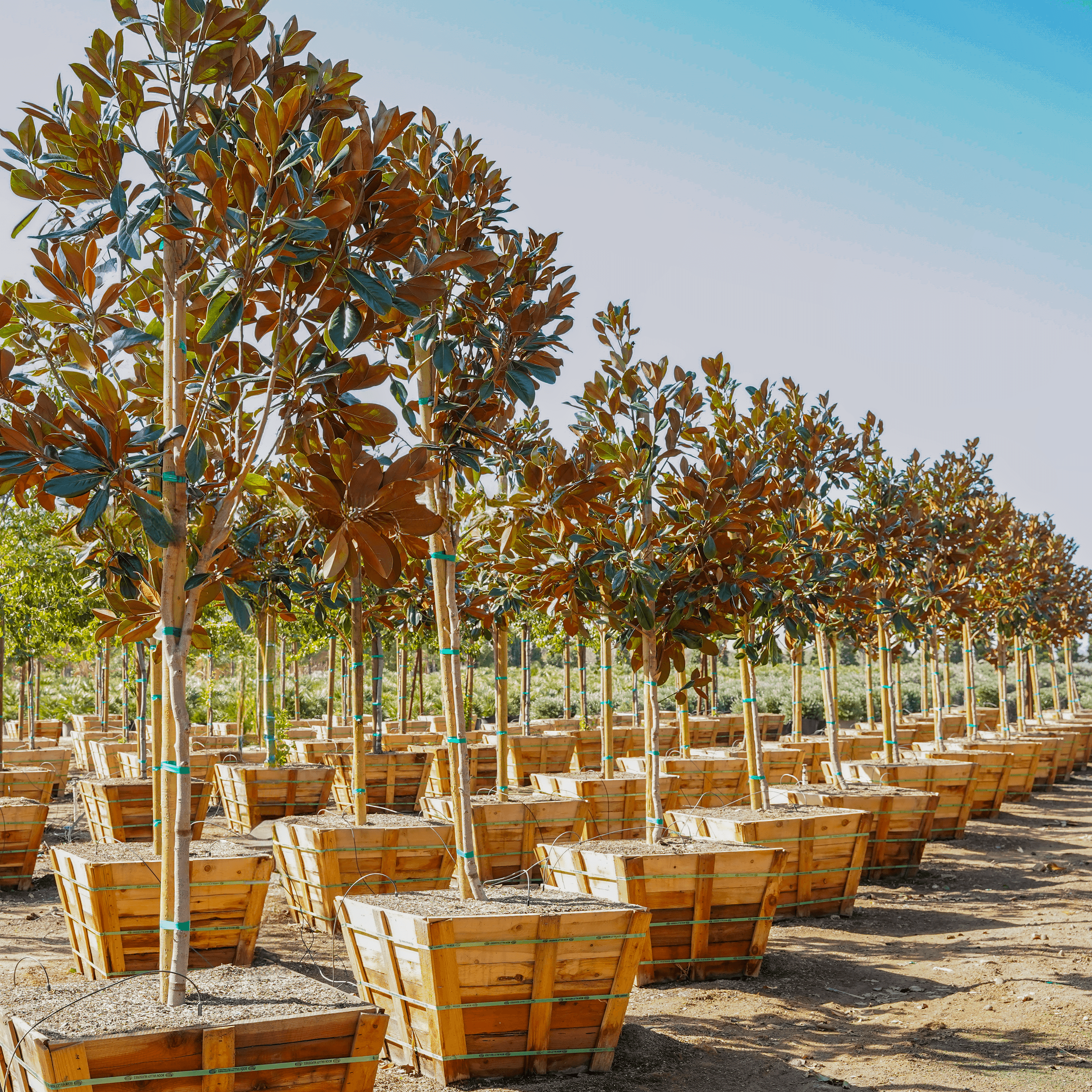 Southern Magnolia row