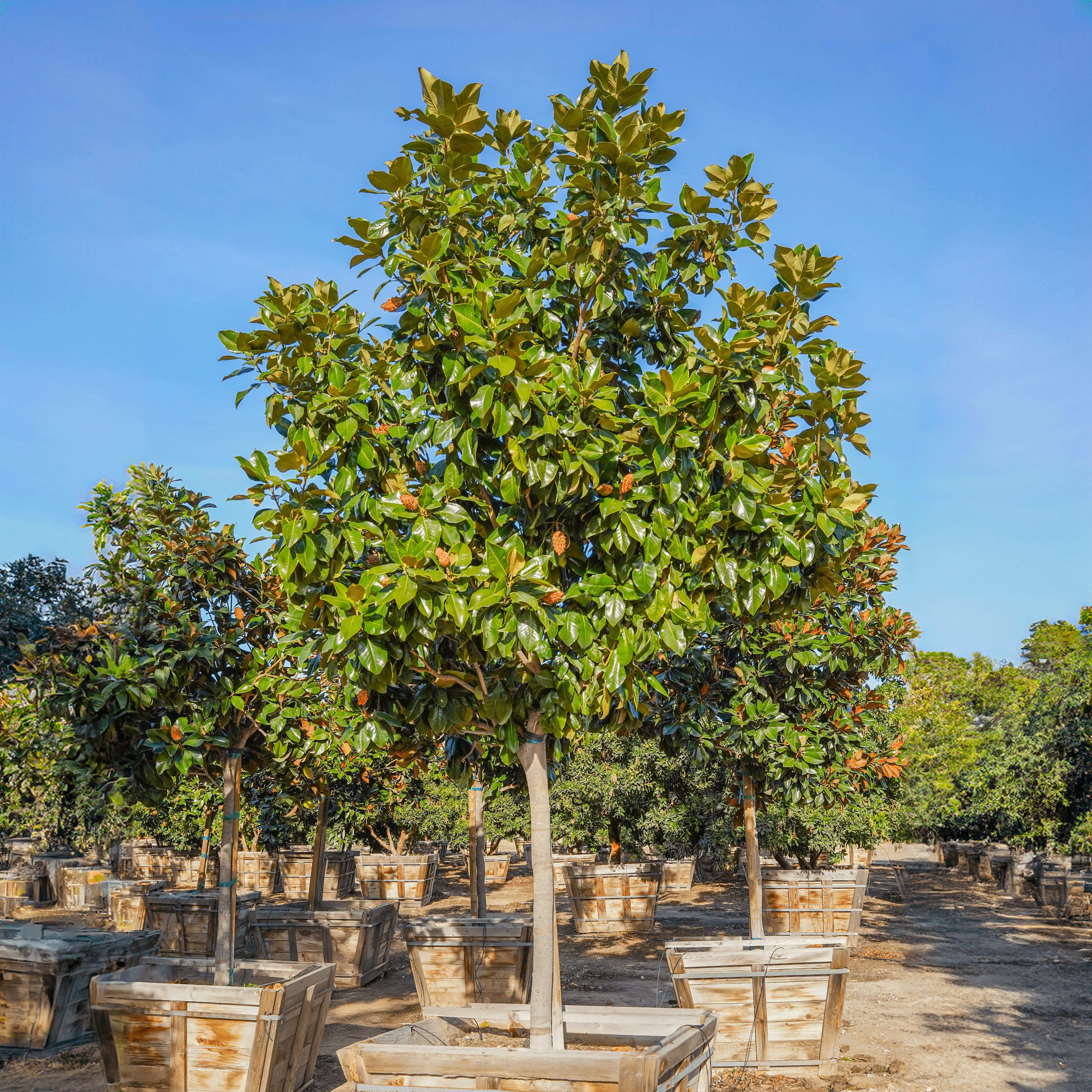 Southern Magnolia