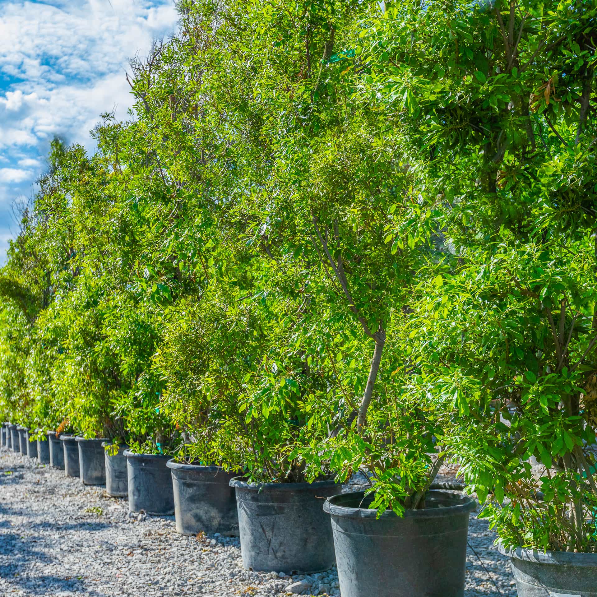 Southern Wax Myrtle