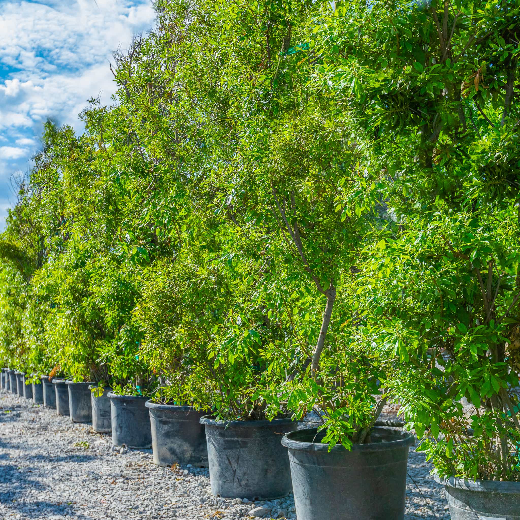 Southern Wax Myrtle