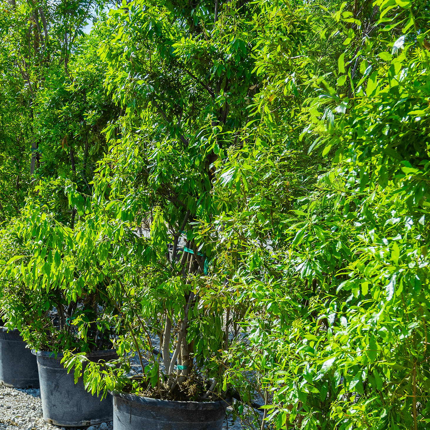 Southern Wax Myrtle