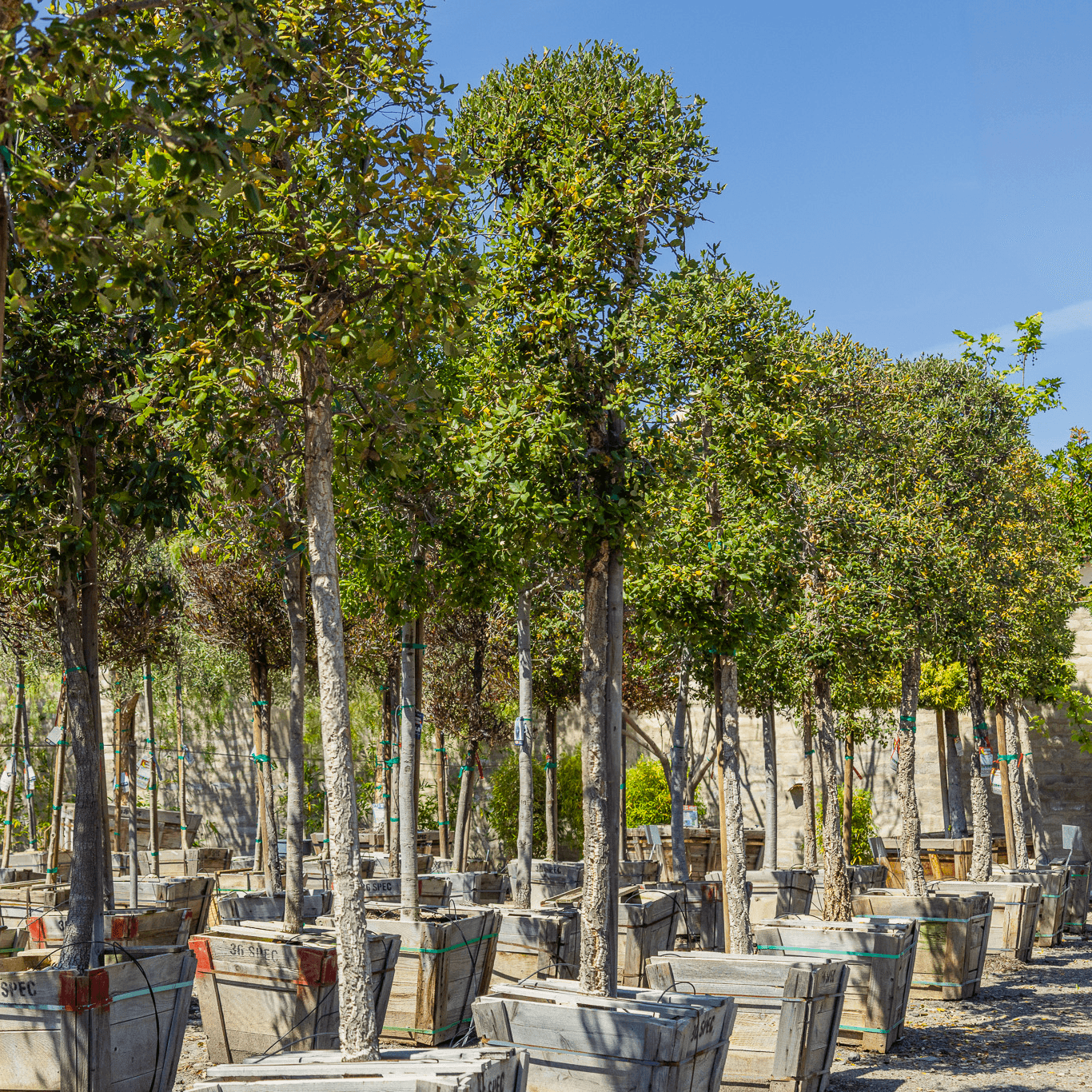 Southern red oak row