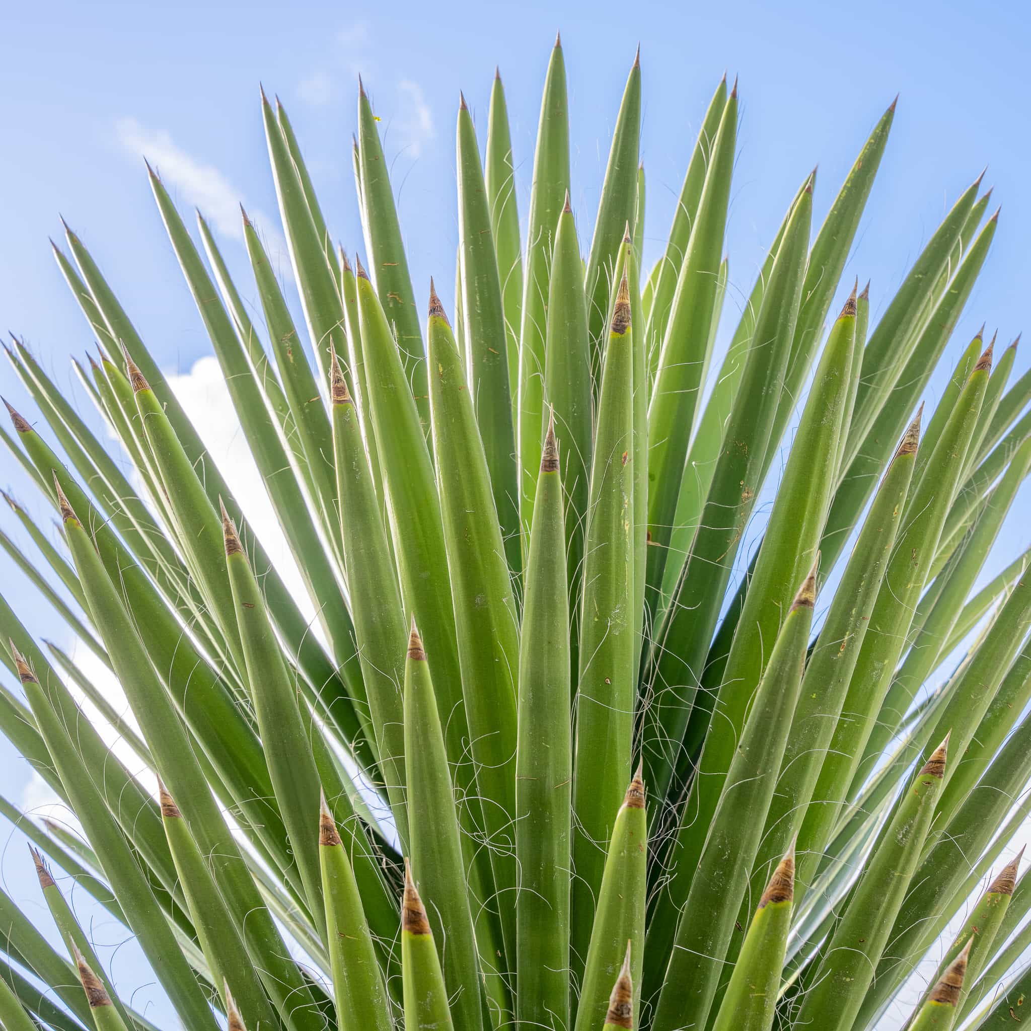 Spanish Dagger