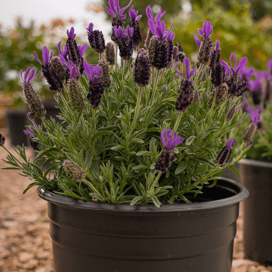 Beautiful Blooming Spanish Lavender Potted