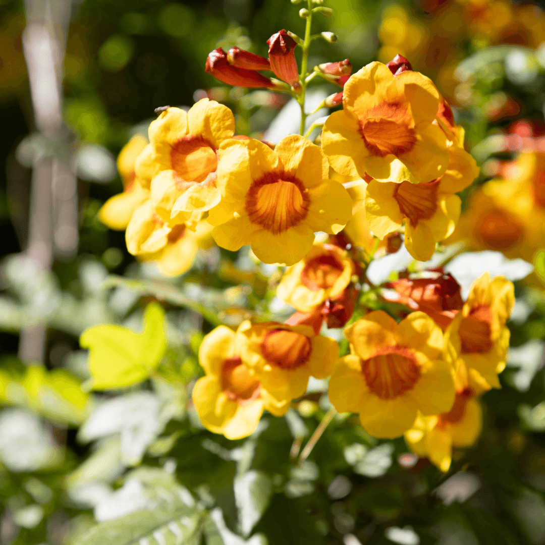 Mature Dense Blooming Bells of Fire Sparklette