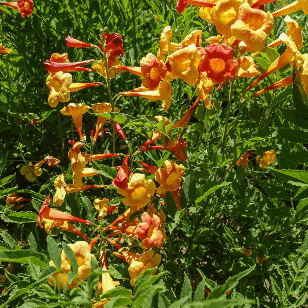 Mature Dense Blooming Bells of Fire Sparklette
