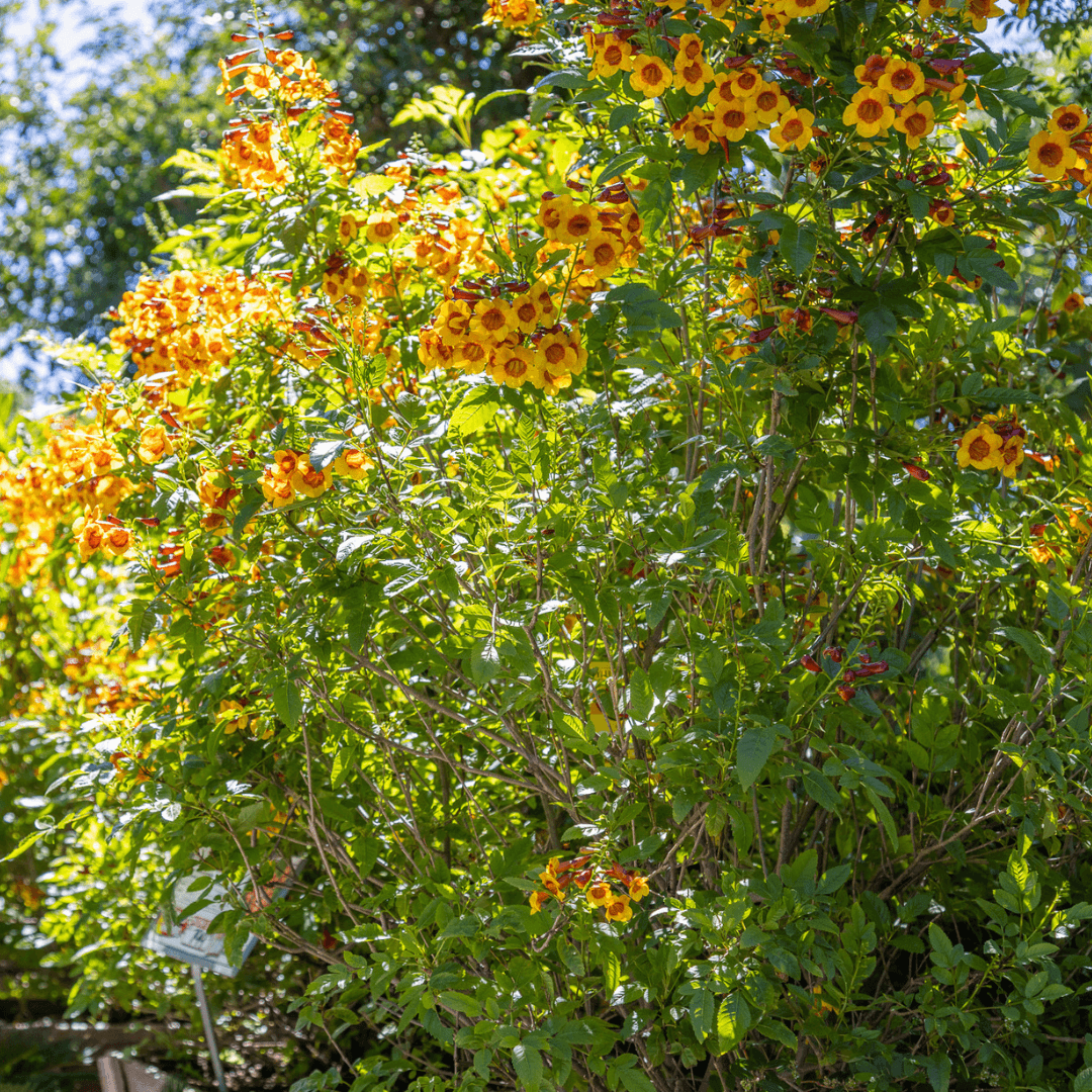 Mature Dense Blooming Bells of Fire Sparklette