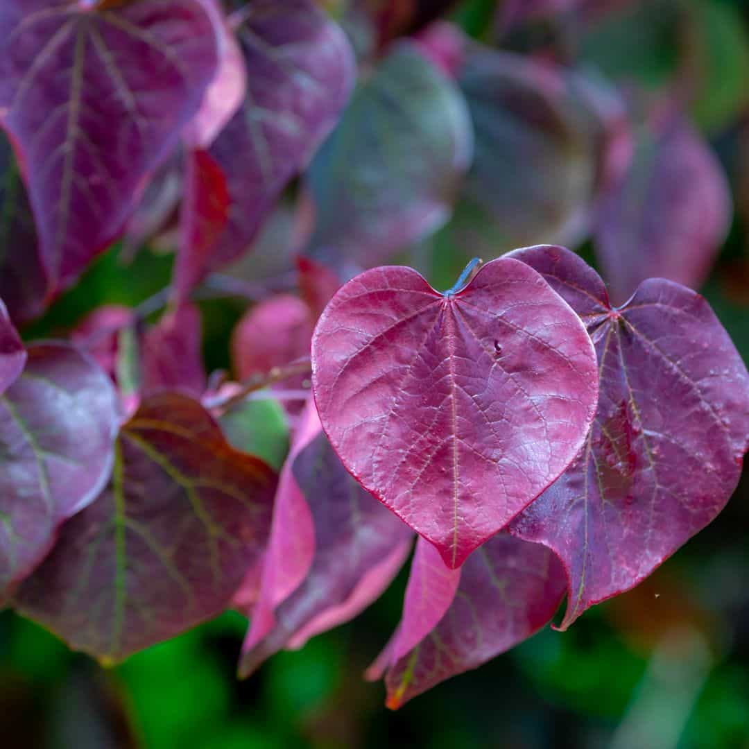 Sparkling Wine Redbud Tree with Vibrant Purple Foliage