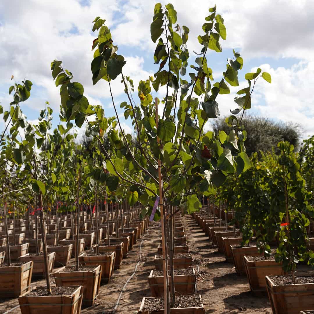 Row Of Young Sparkling Wine Redbud Trees at Nursery