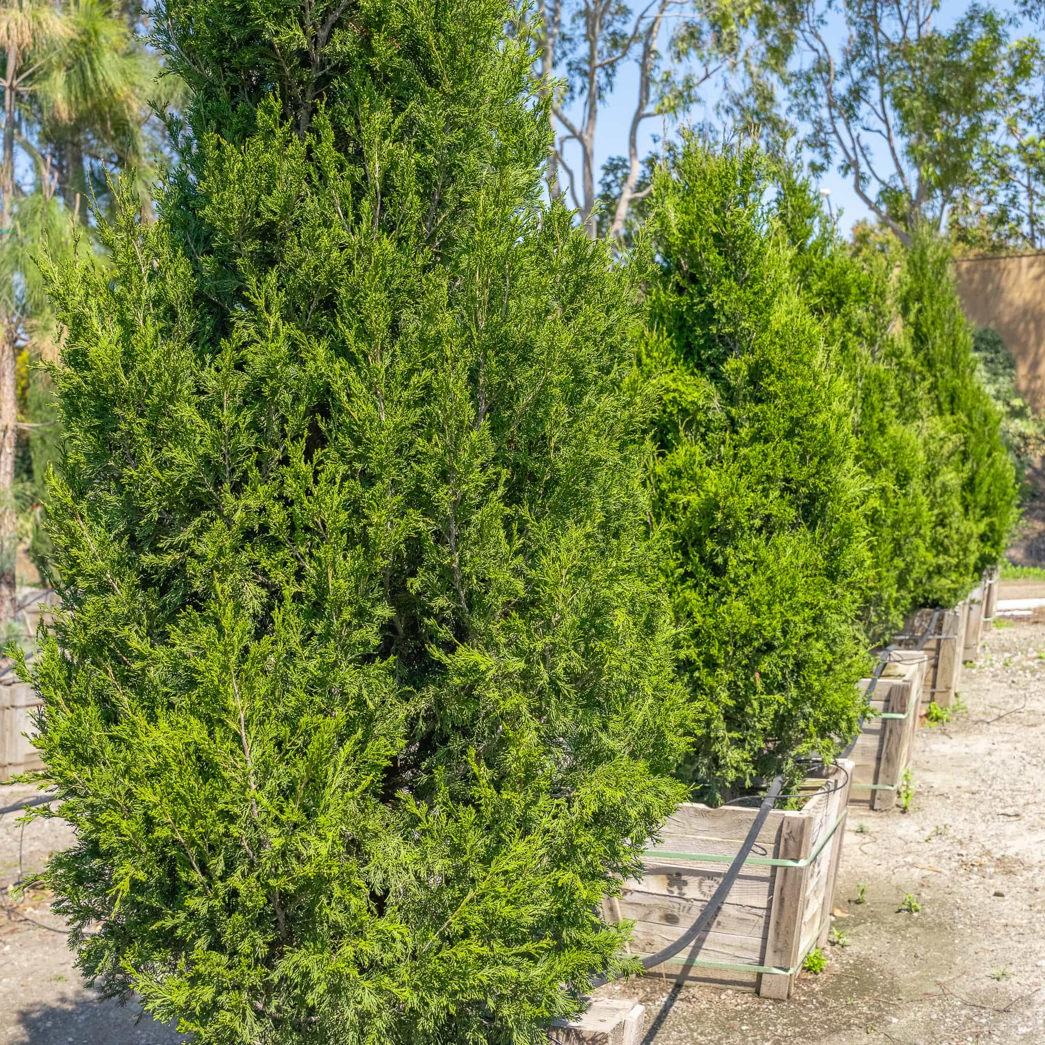 Spartan Juniper