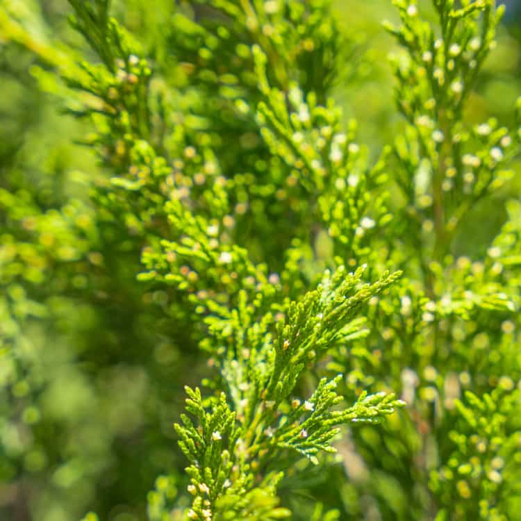 Spartan Juniper Evergreen Trees Moon Valley Nurseries