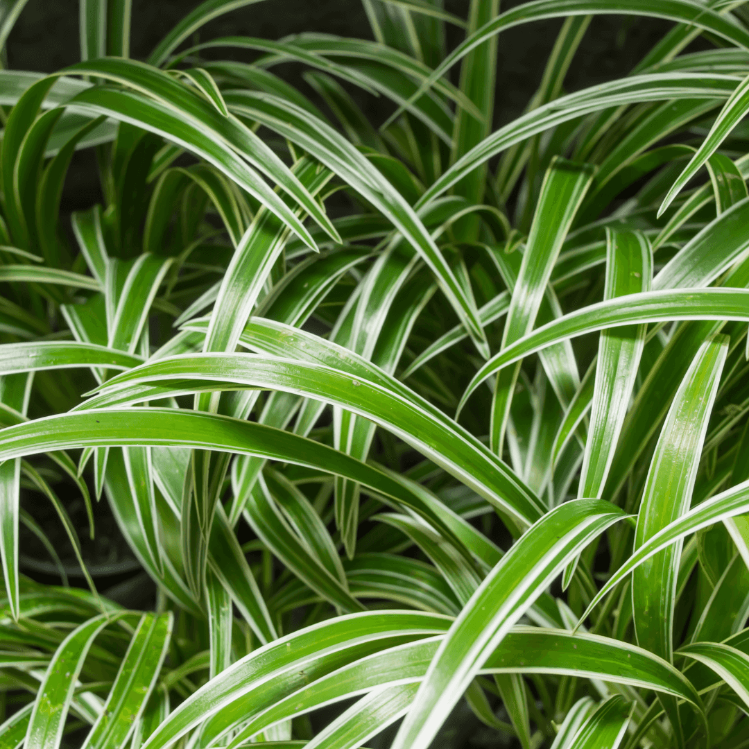 Colorful Potted Spider Plant
