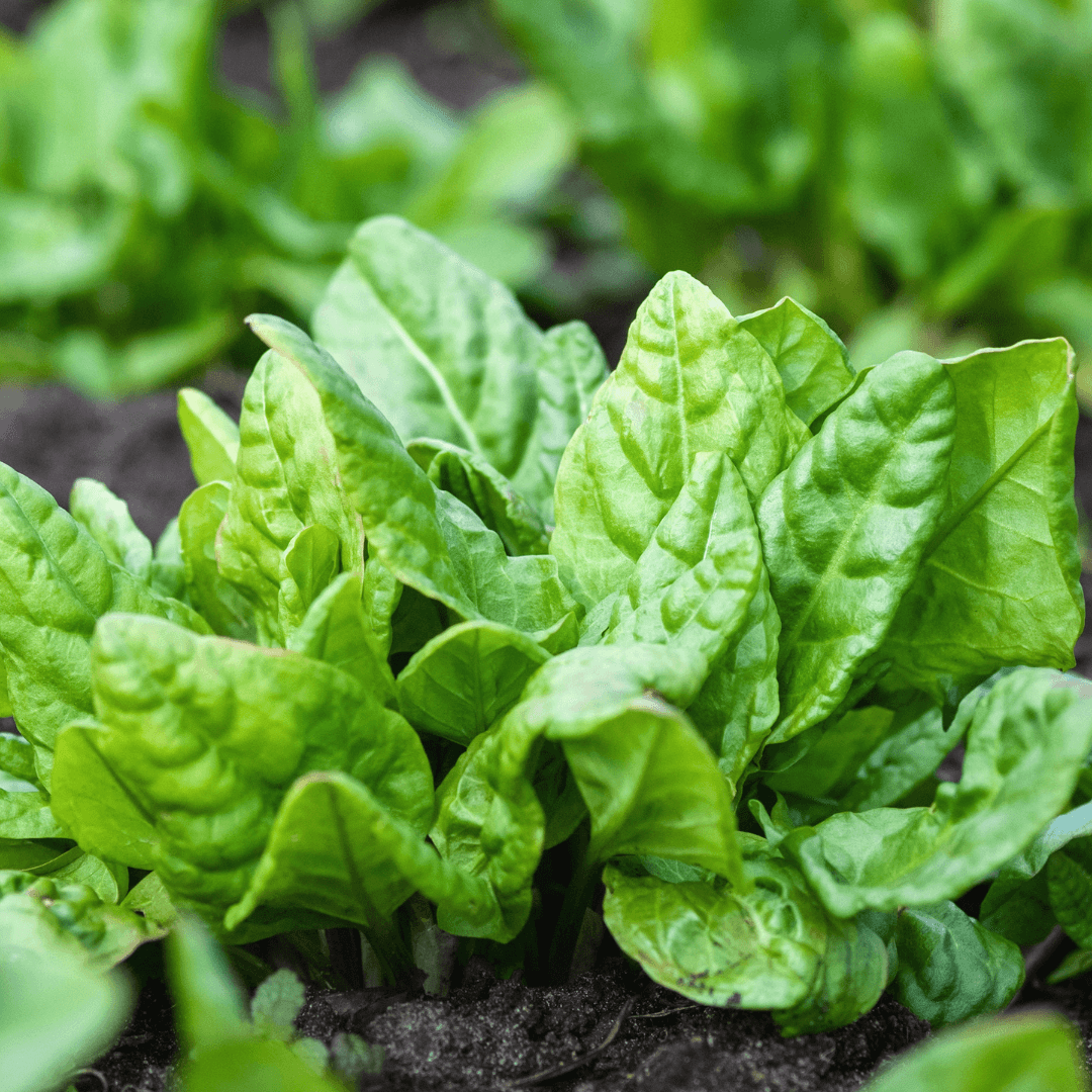 Leafy Green Spinach Plant