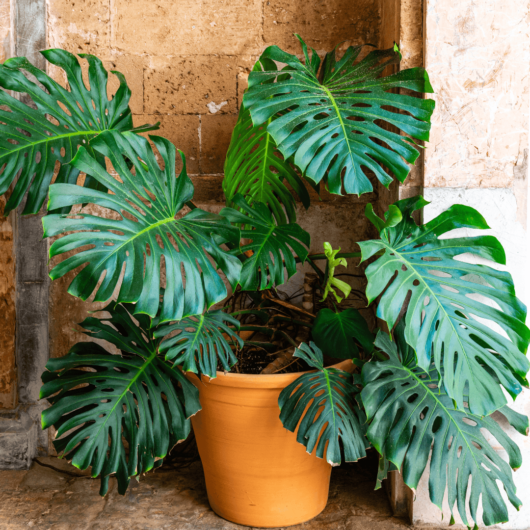 Mature Dense Split Leaf Philodendron Planted In Pot on Patio