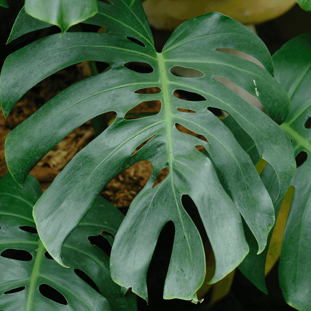 Monstera Plant Leaf Close Up Photo 