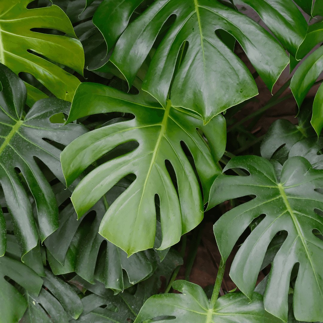 Split-leaf Philodendron leaves close up