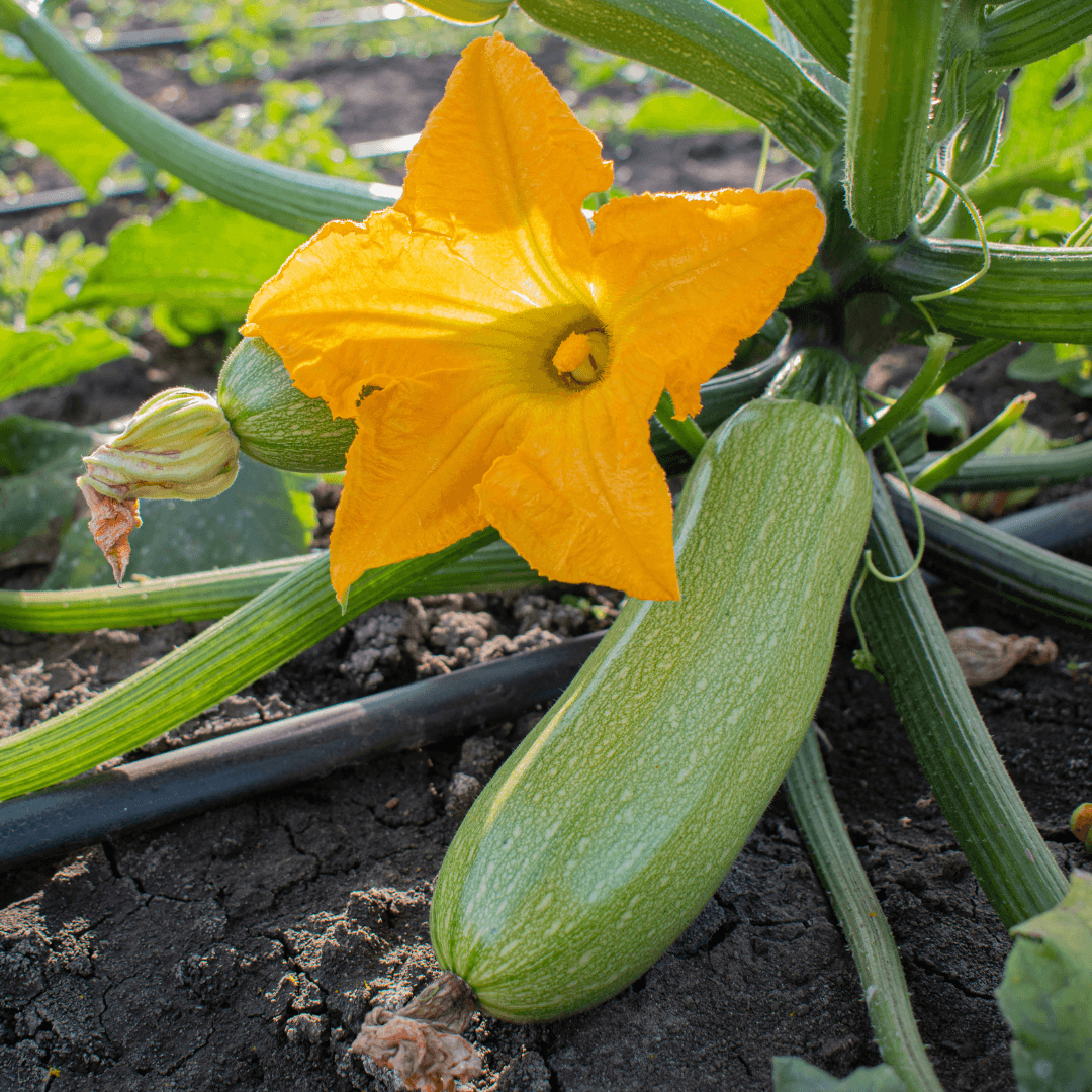 Beautiful Blooming Squash Plant