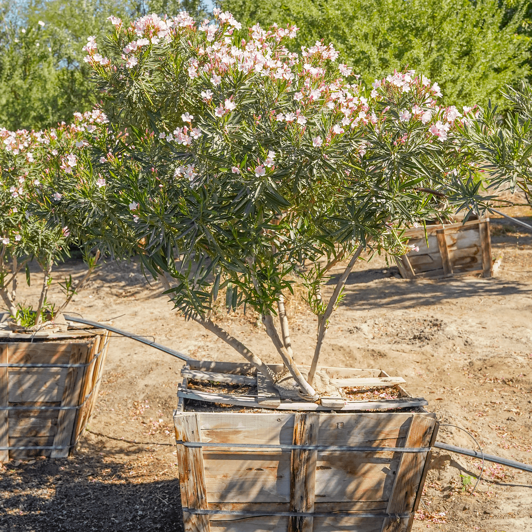 Pink Oleander multi