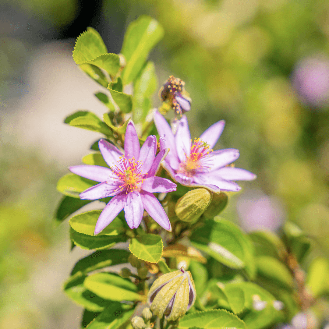 Beautiful Blooming Lavender Star Flower